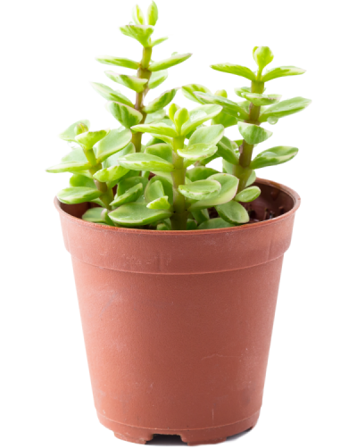 Potplantje-600×753